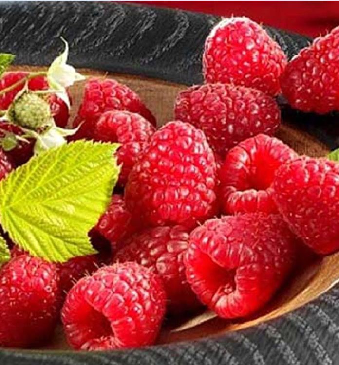Hạt Giống Quả Mâm Xôi Đỏ