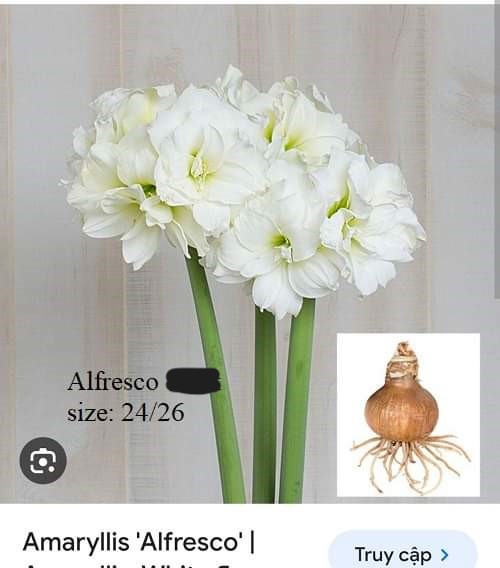 Củ hoa lan huệ cánh kép nhập khẩu - 1 củ (Tổng hợp nhiều loại cực đẹp)