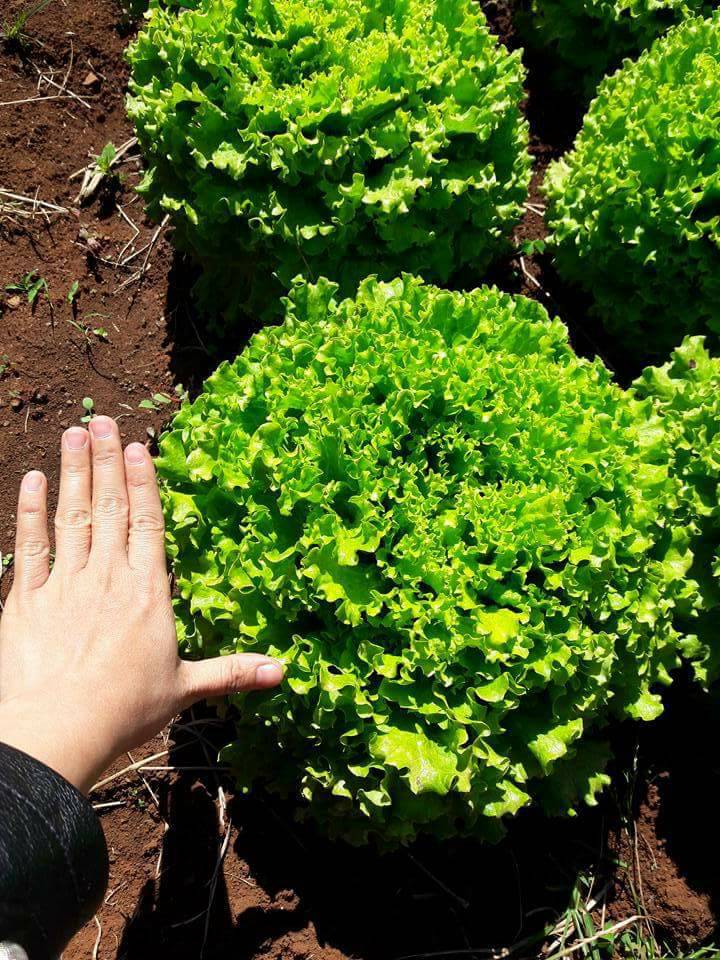 Hạt Giống Xà Lách Xoăn Xanh Cao Sản - Gói 5gram