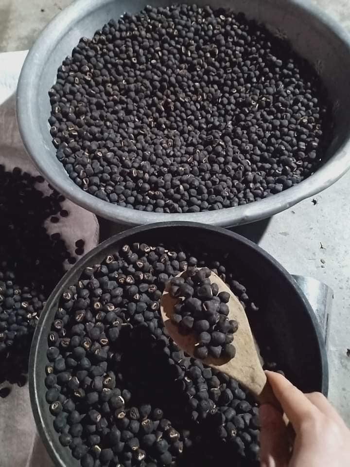 Hạt Giống Cây Chuối Cô Đơn ( Hạt Quả Chuối Cô Đơn)