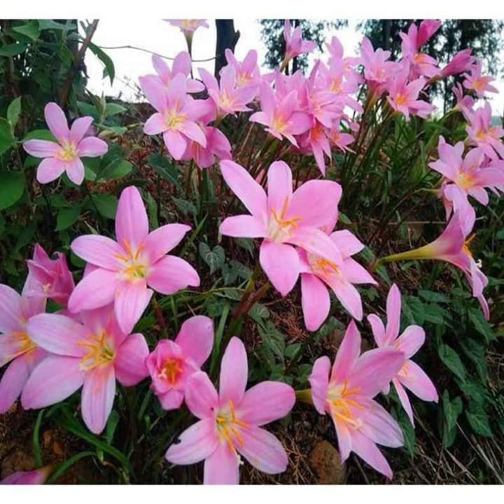 Củ Giống Hoa Huệ Mưa ( Combo 20 củ )
