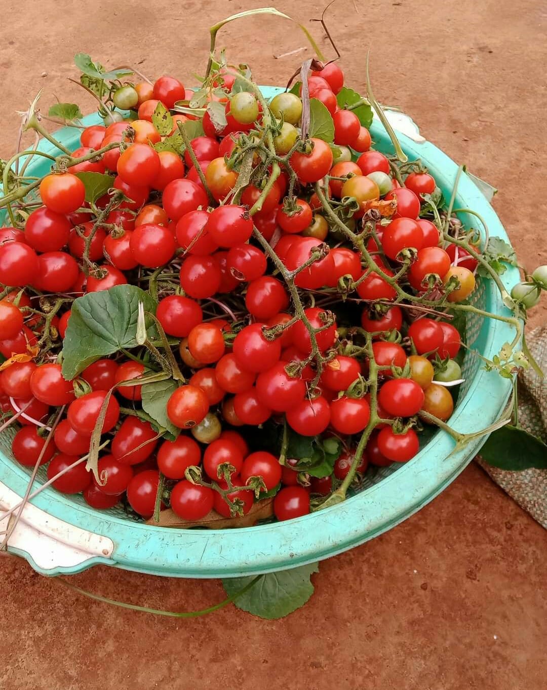 Hạt Giống Cà Chua Bi Rừng Cà Chua Bi Dại