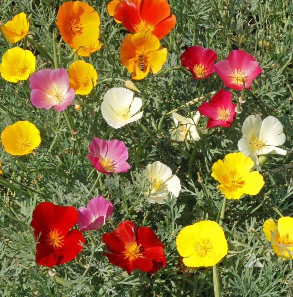 Hạt Giống Hoa Poppy Cánh Đơn Mix Màu