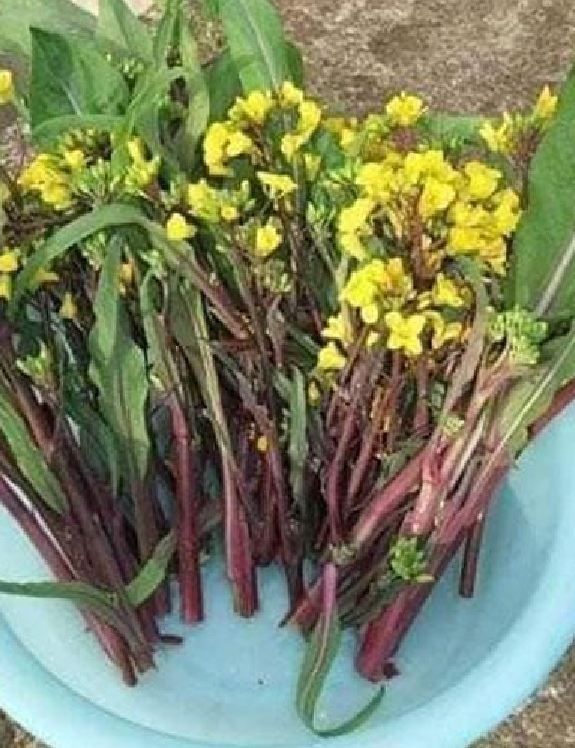 Hạt Giống Rau Cải Ngồng Đỏ
