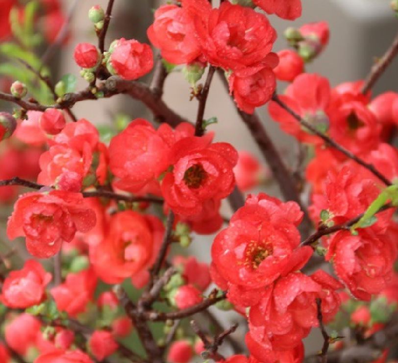 Hạt Giống Hoa Mai Trung Quốc Đỏ