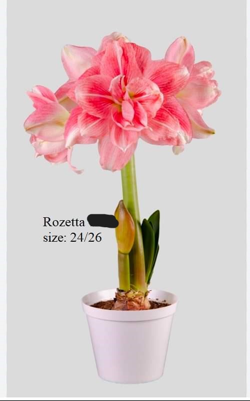 Củ hoa lan huệ cánh kép nhập khẩu - 1 củ (Tổng hợp nhiều loại cực đẹp)