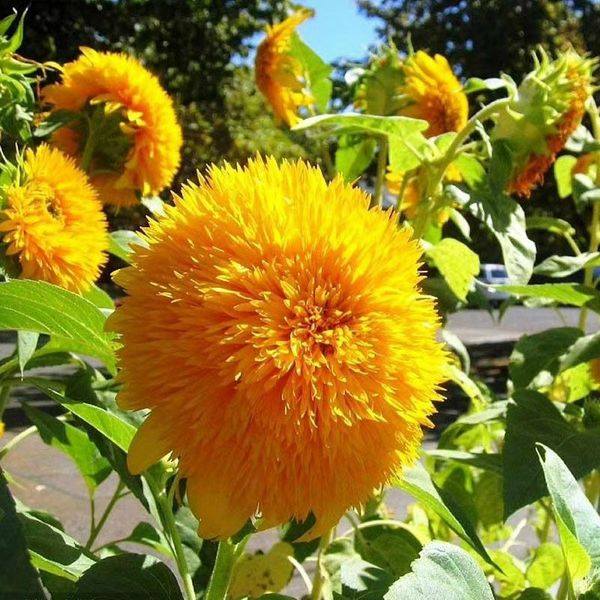 Hạt Giống Hoa Hướng Dương Nga Kép