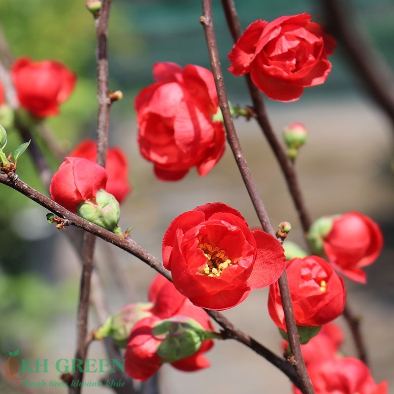 Hạt Giống Hoa Mai Trung Quốc Đỏ