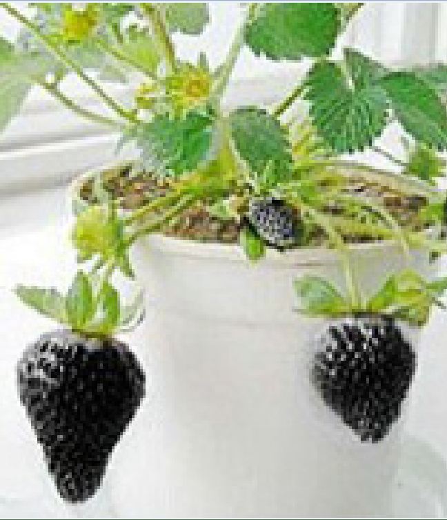 Hạt Giống Dâu Tây Đen Chịu Nhiệt