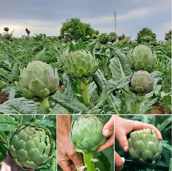 Hạt Giống Cây Atiso Xanh Đà Lạt