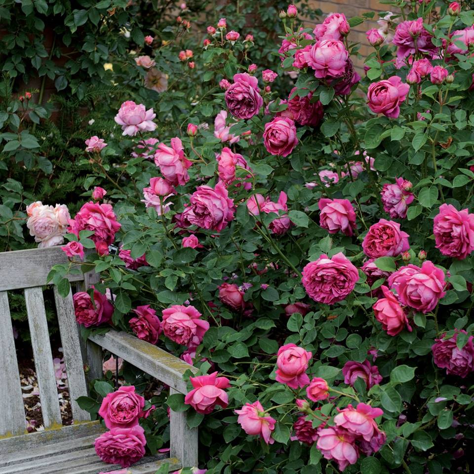 Hạt Giống Hoa Hồng Tỉ Muội Mix Màu