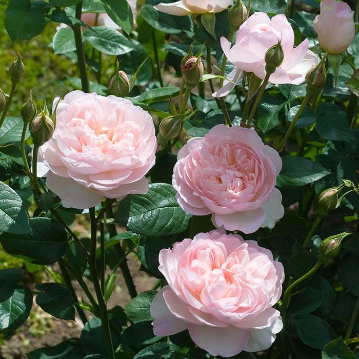 Hạt Giống Hoa Hồng Tỉ Muội Mix Màu