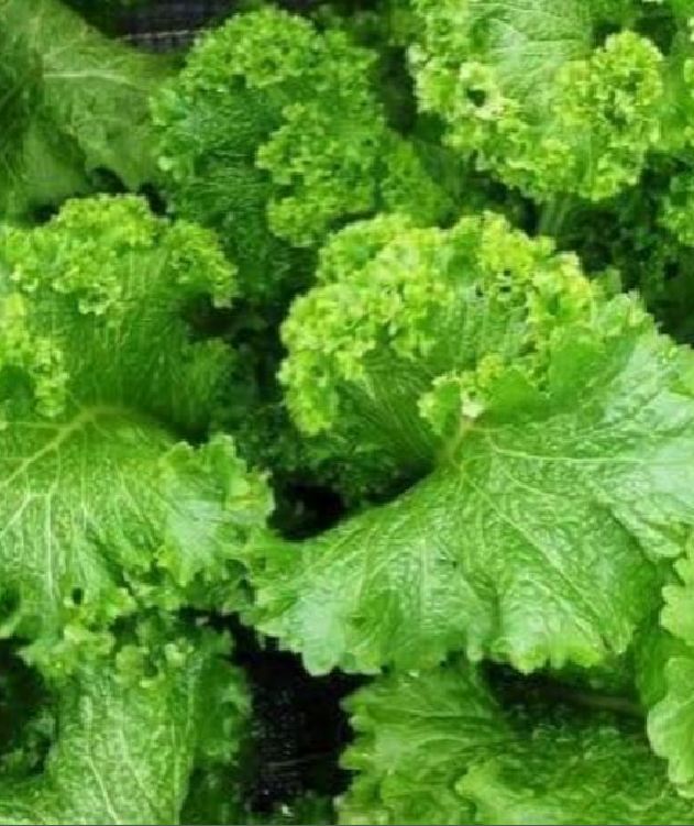 Hạt giống rau cải mù tạp - Gói 5gram