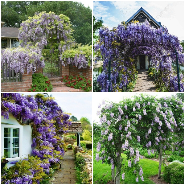 Hạt Giống Hoa Tử Đằng Hoa Tím