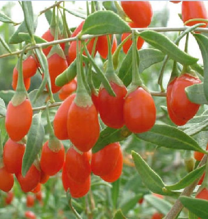 Hạt Giống Quả Câu Kỷ Tử - GojiBerry