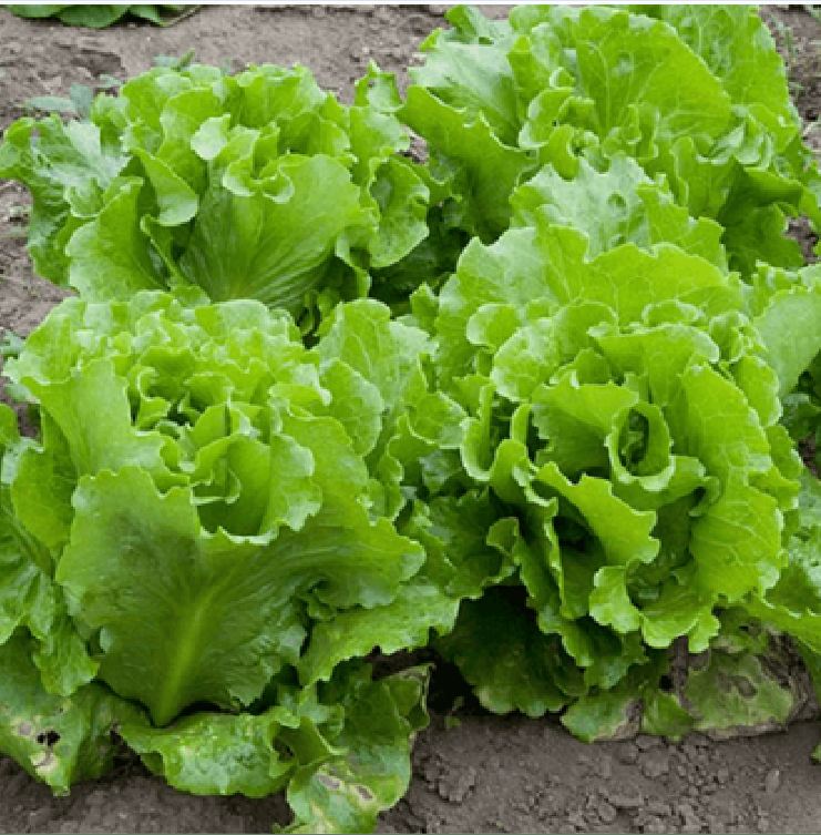Hạt Giống Rau Xà Lách Chịu Nhiệt - Gói 5gram