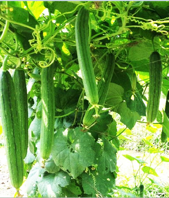 Hạt Giống Mướp Hương Thái Lan F1