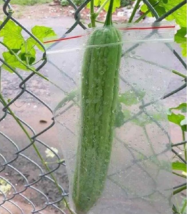 Hạt Giống Khổ Qua Khổng Lồ