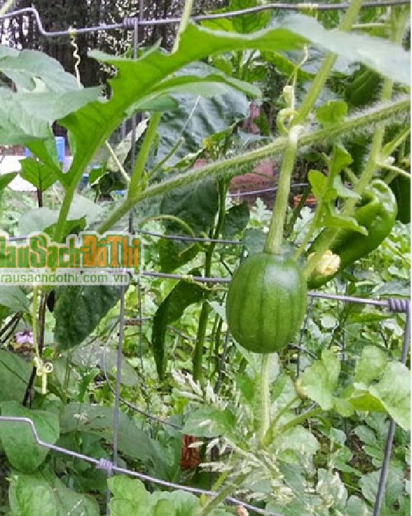 Hạt Giống Dưa Hấu Nụ - Dưa Hồng - Dưa Canh