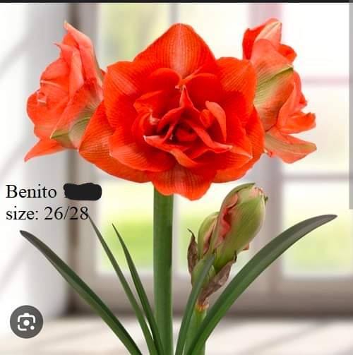 Củ hoa lan huệ cánh kép nhập khẩu - 1 củ (Tổng hợp nhiều loại cực đẹp)