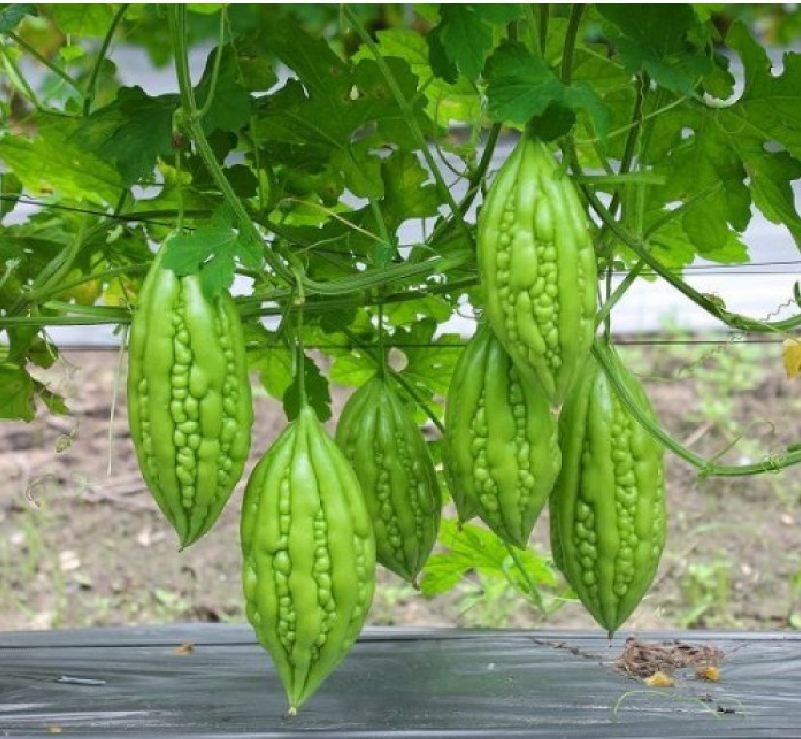 Hạt Giống Khổ Qua Mỡ - Mướp Đắng F1