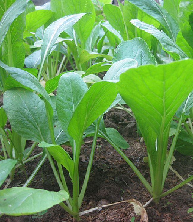 Hạt giống rau cải ngọt cao sản F1