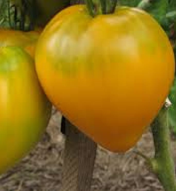 Hạt Giống Cà Chua Trái Tim Vàng