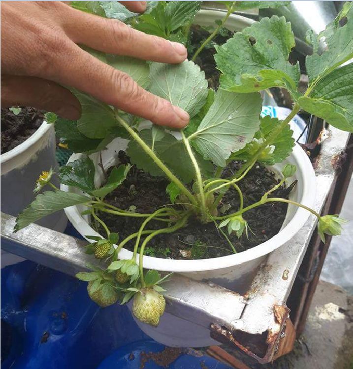 Hạt Giống Dâu Tây Đỏ Chịu Nhiệt