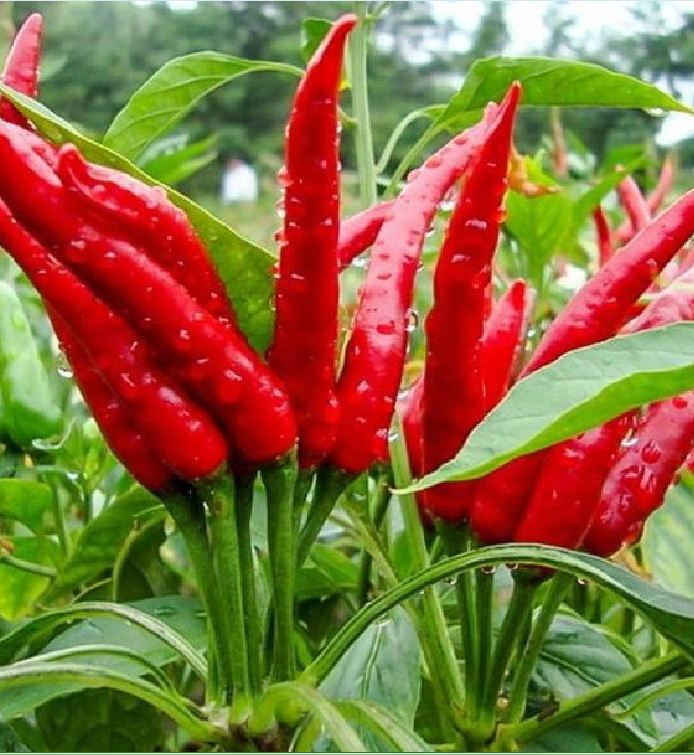 Hạt Giống Ớt Chỉ Thiên Chùm Đỏ Siêu Cay