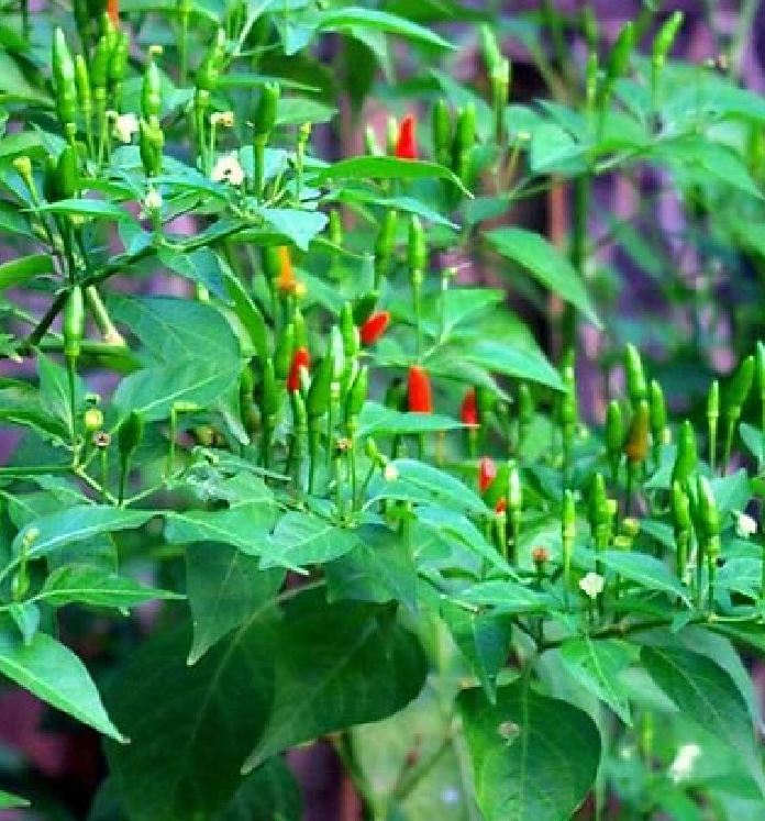 Hạt Giống Ớt Xiêm Xanh Thái Lan