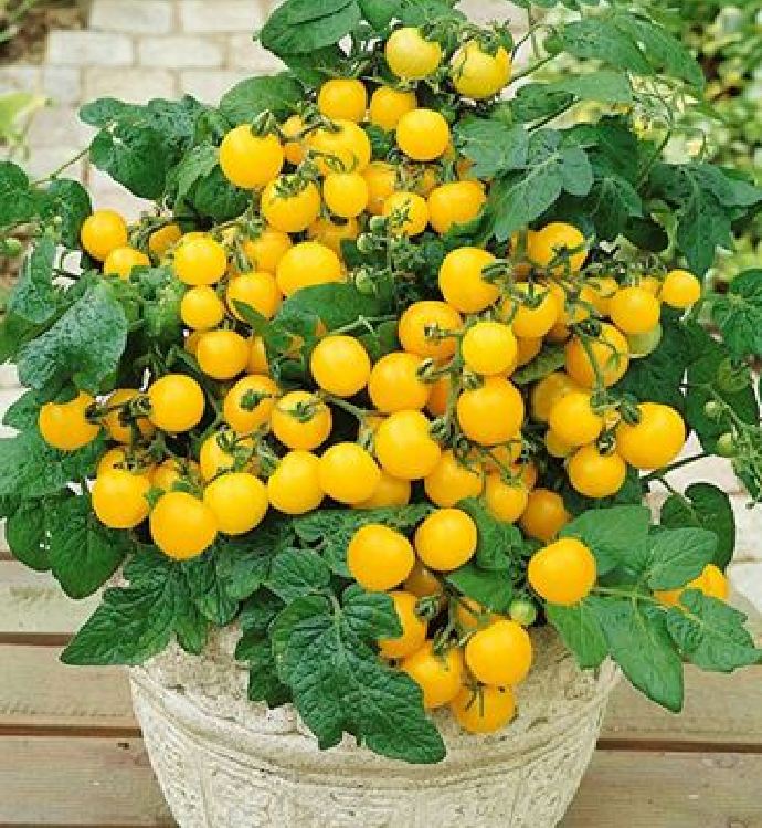 Hạt Giống Cà Chua Bi Lùn F1 Quả Vàng