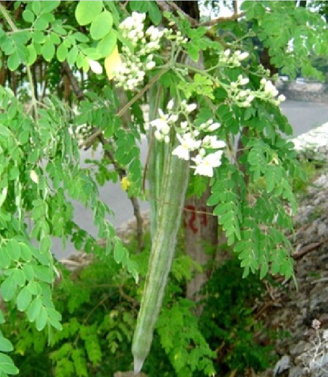 Hạt Giống Cây Chùm Ngây F1