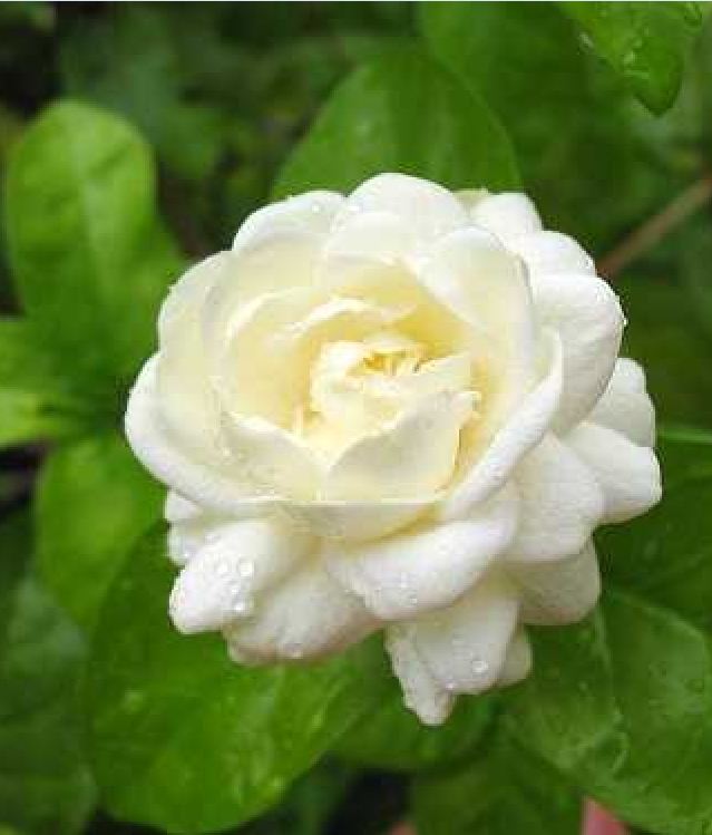 Hạt Giống Hoa Nhài ( Hoa Lài )