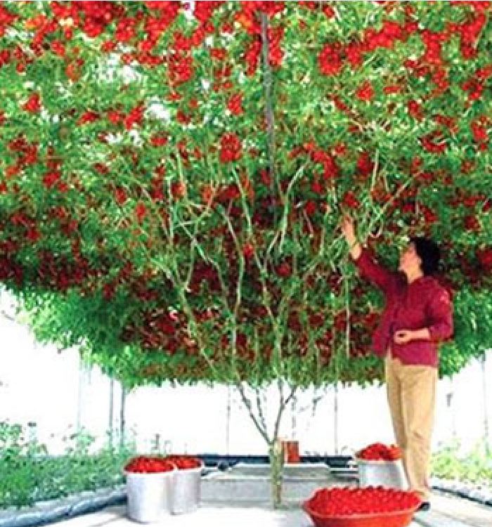 Hạt Giống Cà Chua Leo Giàn - Cà Chua Bạch Tuộc