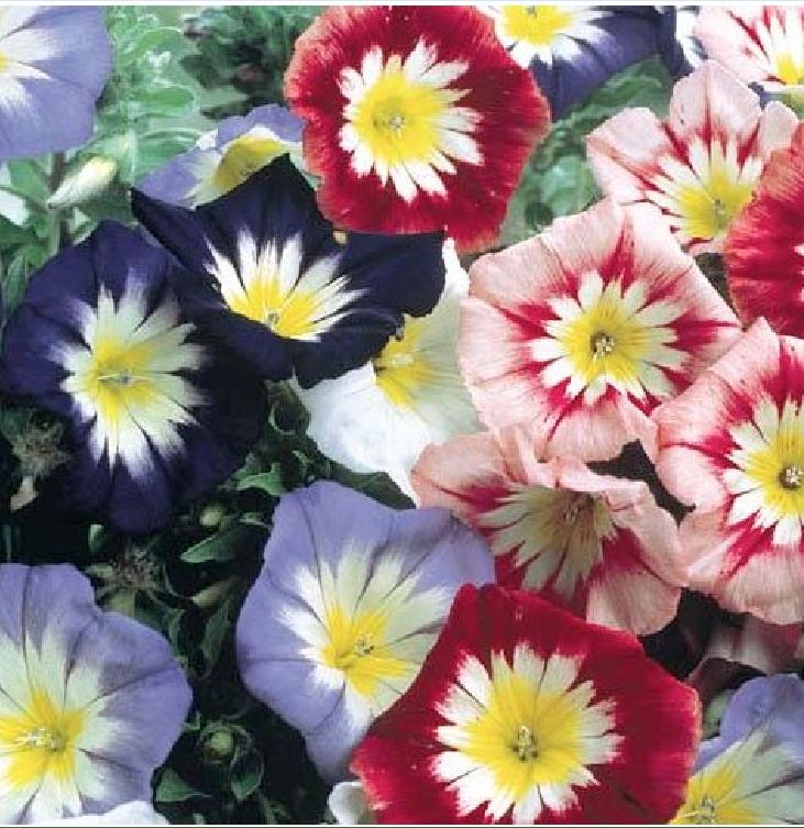 Hạt Giống Hoa Bìm Bìm Mix Màu