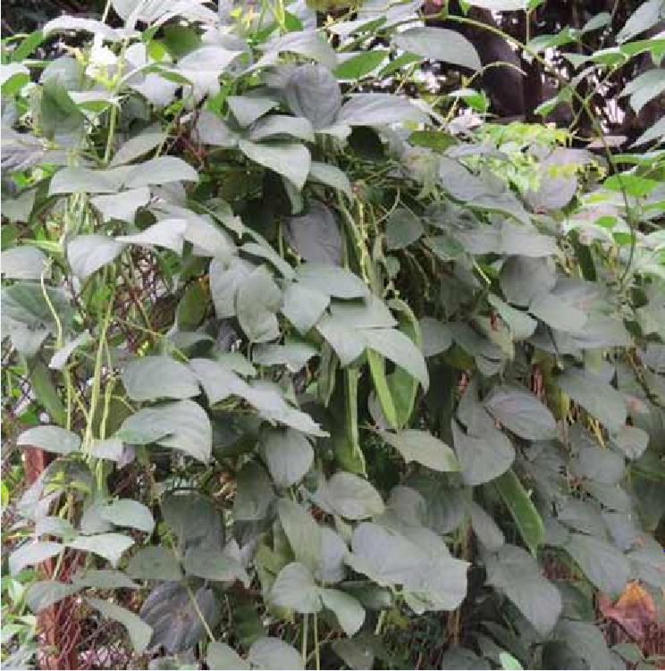 Hạt Giống Đậu Ngự