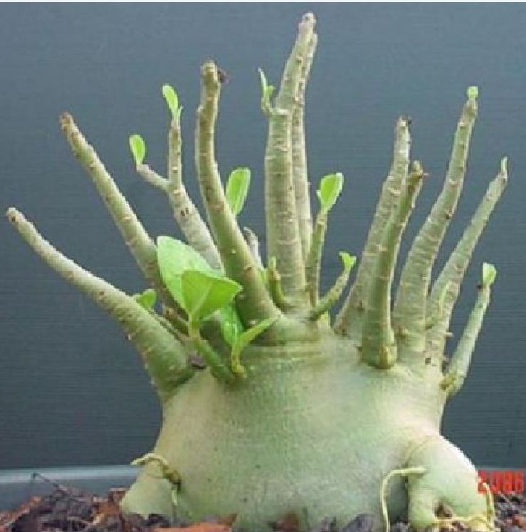 Hạt giống hoa sứ kim tự tháp