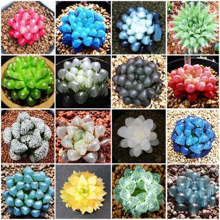 Hạt giống sen đá kim cương mix màu