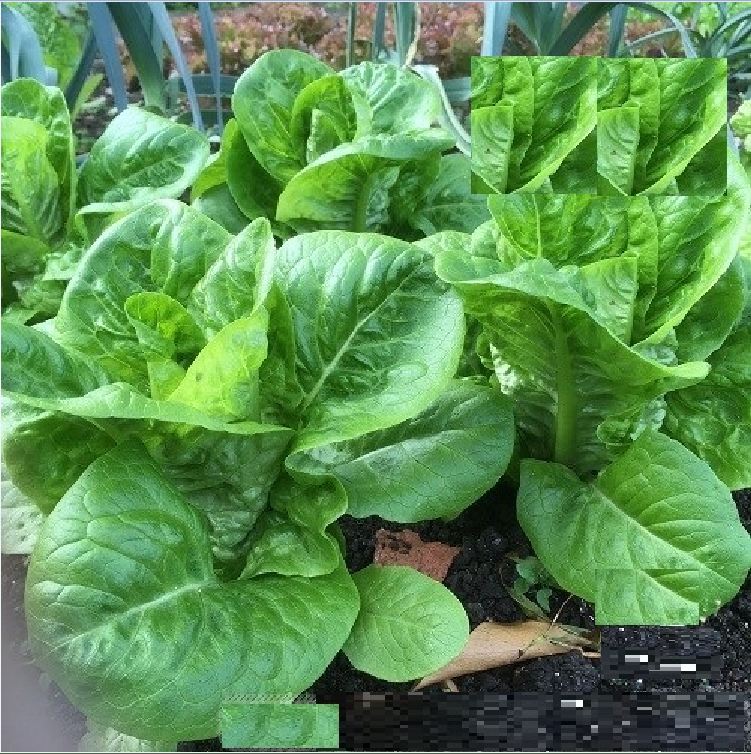 Hạt Giống Xà Lách ROMAINE Xanh - Gói 0.2gram