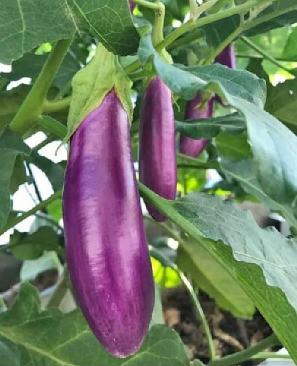 Hạt Giống Cà Tím Dài Cao Sản