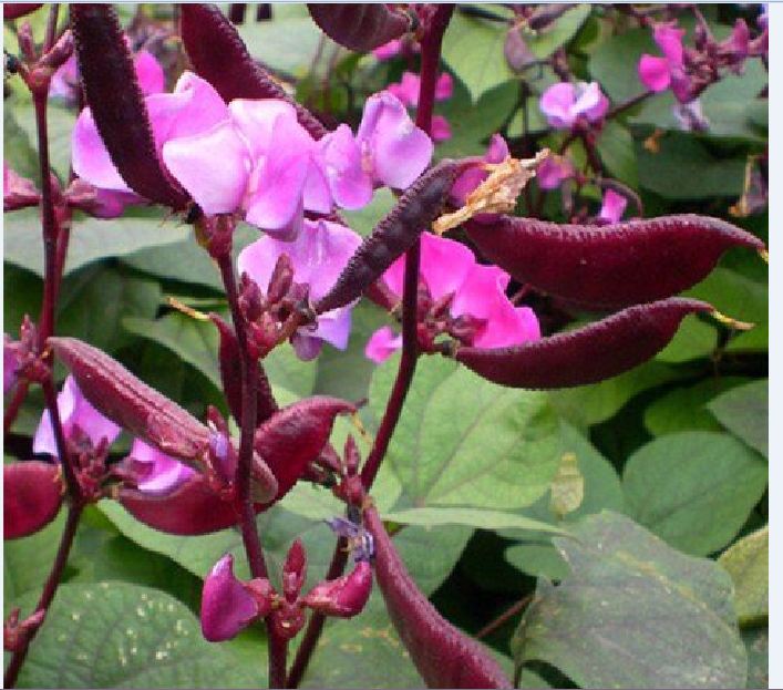 Hạt giống đậu ván tím F1