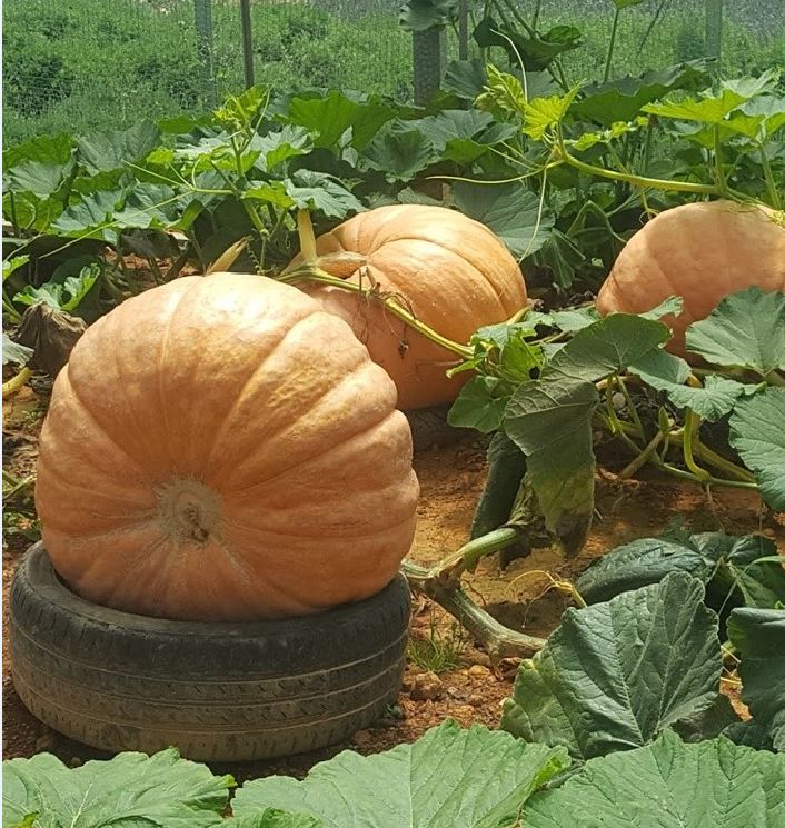 Hạt Giống Bí Ngô Khổng Lồ