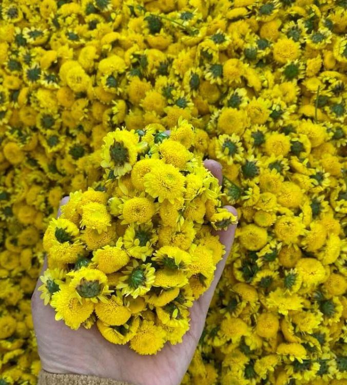 Hạt giống hoa Trà Hoa Cúc - Gói 3gram