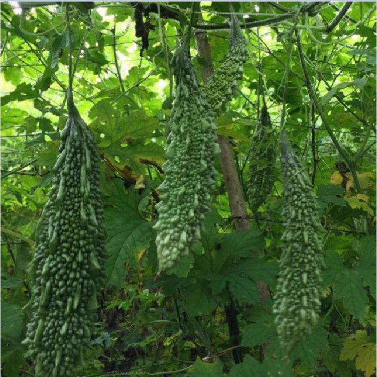 Hạt Giống Khổ Qua Trái Xanh F1