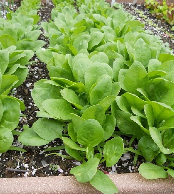 Hạt giống rau cải bó xôi chịu nhiệt F1