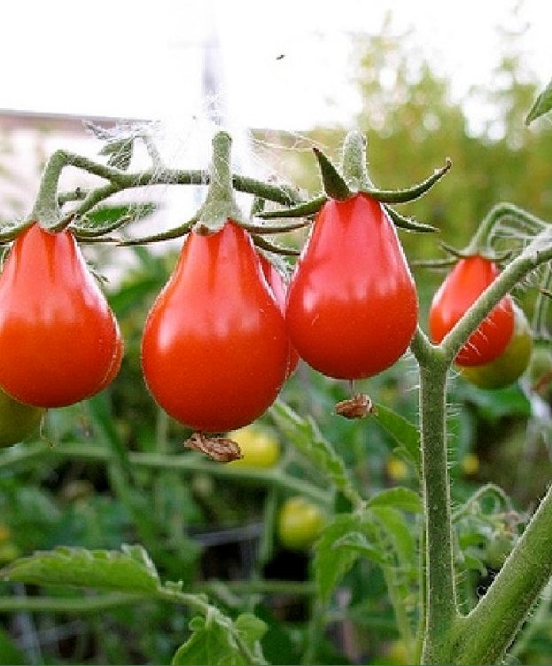Hạt Giống Cà Chua Cherry Lê Đỏ
