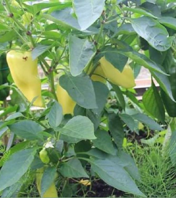 Hạt Giống Ớt Ngọt Đùi Gà Thái Lan - Gói 0,5gr