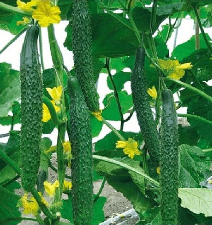 Hạt Giống Dưa Chuột Kiếm Nhật F1