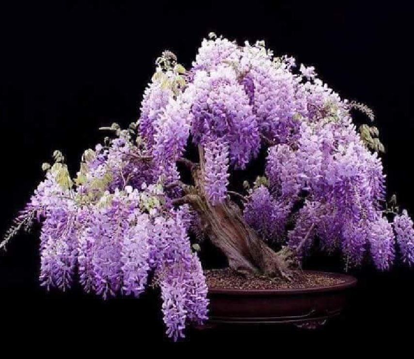 Hạt Giống Hoa Tử Đằng Hoa Tím