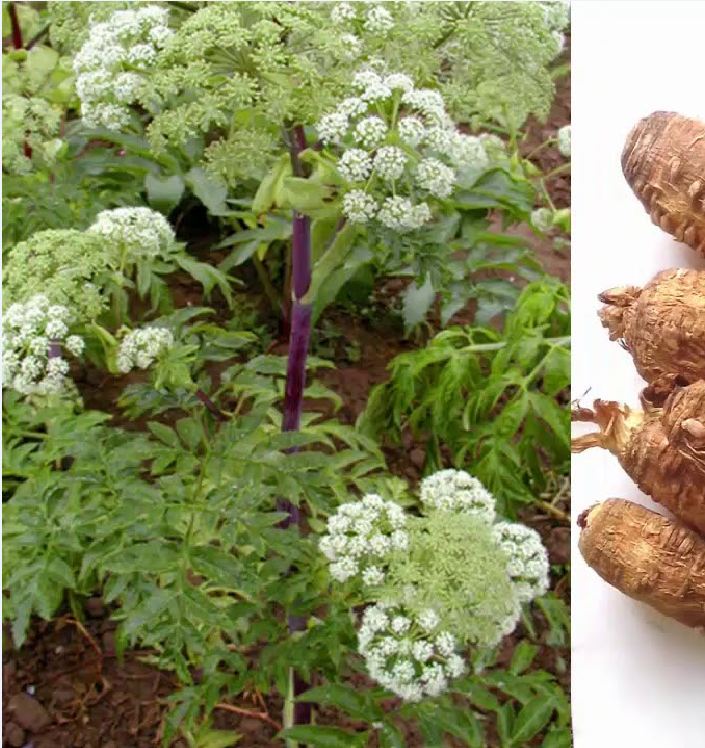 Hạt Giống Cây Bạch Chỉ